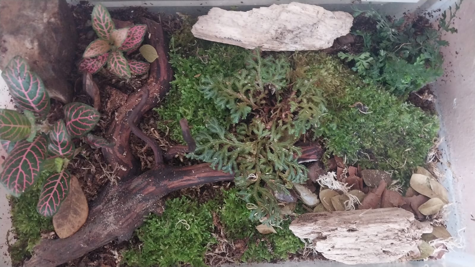  terrarium tampak dari atas